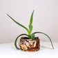 Planter Medium