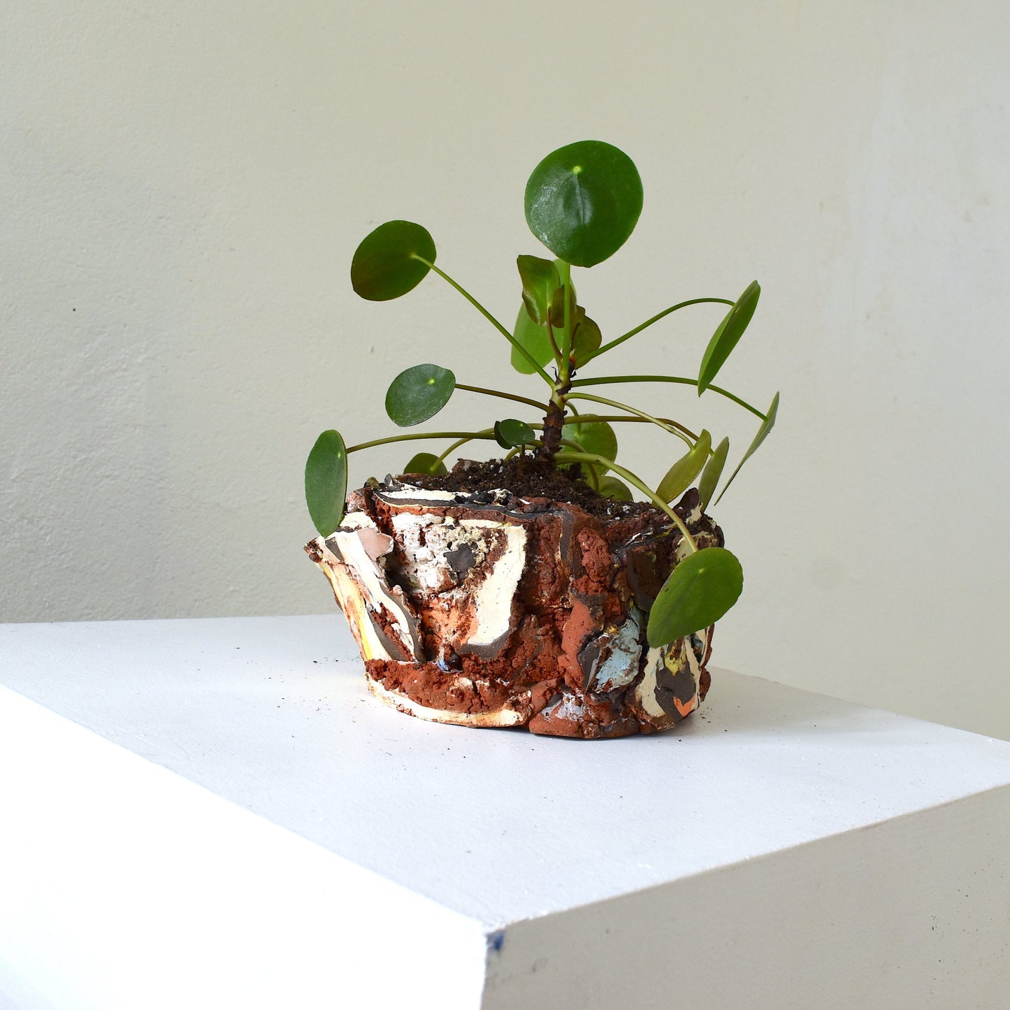 Planter Medium