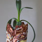 Planter Large