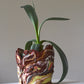 Planter Large