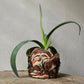 Planter Medium