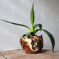 Planter Medium